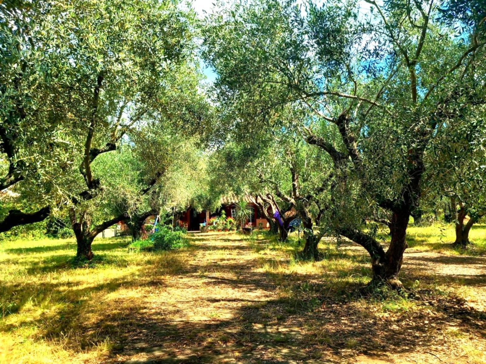 All'Ombra Degli Olivi Pisciarelli المظهر الخارجي الصورة